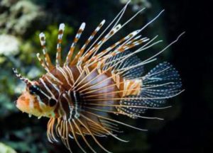 pesce-scorpione-ape10