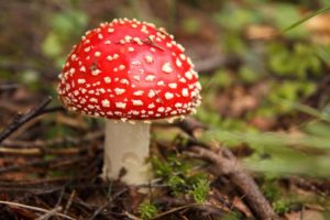 Amanita Muscaria un qualità di funghi velenosa